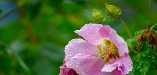 什么花代表离别的爱情？花语中离别之花有哪些？