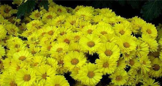 什么花代表离别的爱情？花语中离别之花有哪些？