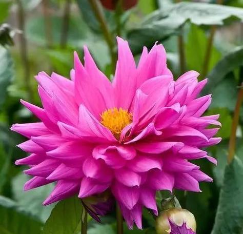什么花代表理解的花语？如何用花表达理解之情？