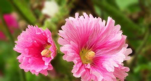 什么花代表梦想？揭秘花语中象征梦想的花卉有哪些？