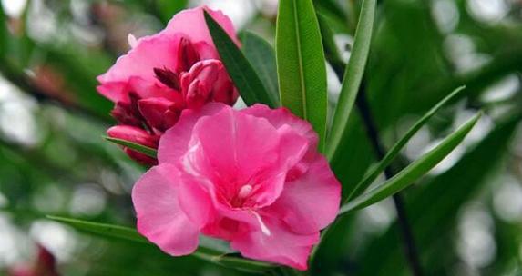 什么花代表梦想？揭秘花语中象征梦想的花卉有哪些？