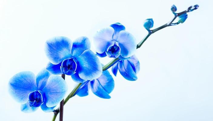 什么花代表梦想？揭秘花语中象征梦想的花卉有哪些？