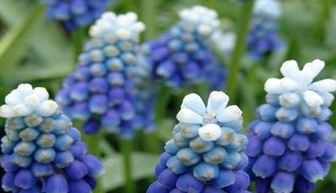 什么花代表默默的爱？花语中表达深情的花卉有哪些？