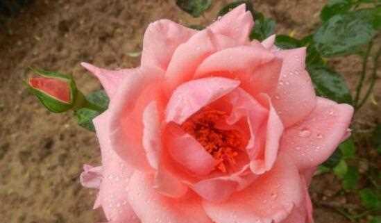 什么花代表你是我的唯一？这种花的花语是什么？