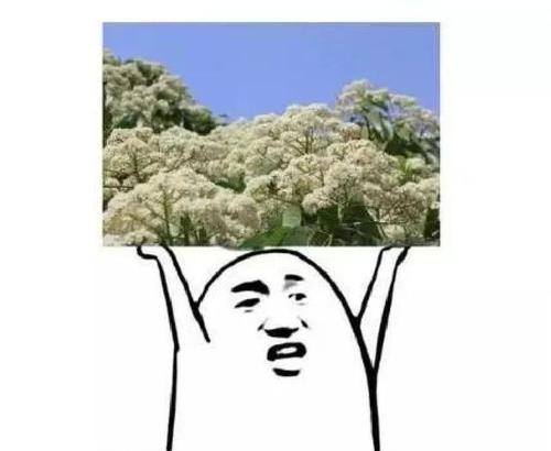什么花的花语代表囚禁？揭秘囚禁花语的花卉有哪些？