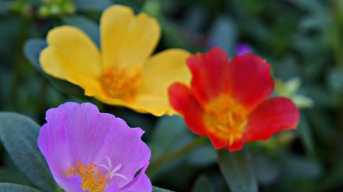 什么花代表热烈的爱？花语中热烈爱情的花卉有哪些？