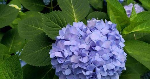 什么花的花语代表热烈和灿烂？如何挑选表达热情的花卉？