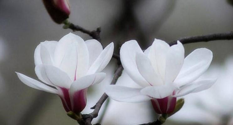 什么花的花语代表热烈和灿烂？如何挑选表达热情的花卉？