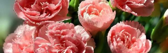 什么花代表热情？揭秘热情花语的花卉有哪些？