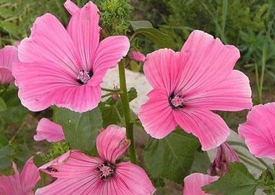 什么花代表善良？揭秘善良花语的花卉有哪些？