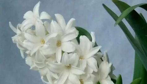 什么花代表深情？花语中深情的花有哪些？