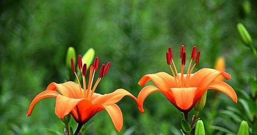 什么花代表深情？花语中深情的花有哪些？