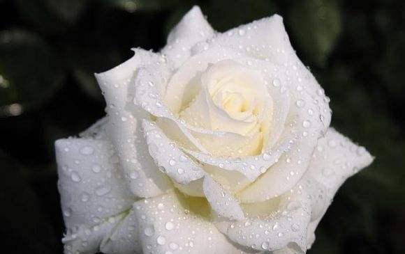 什么花象征失去？揭秘花语中表达失落的花卉