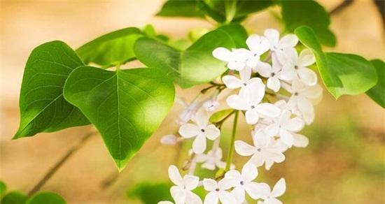 什么花代表思念和等待？揭秘花语背后的秘密！