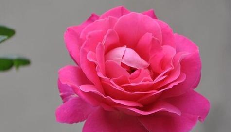 什么花代表我想你？揭秘表达思念的花卉花语
