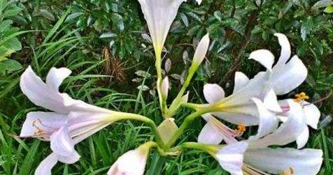 什么花代表希望？揭秘花语背后的含义是什么？