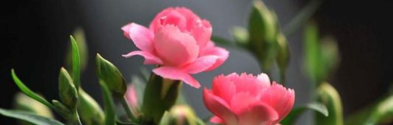什么花代表思念？花语中表达想念的花卉有哪些？