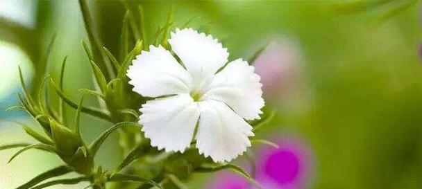 什么花代表想念爱人？揭秘花语背后的浪漫含义？