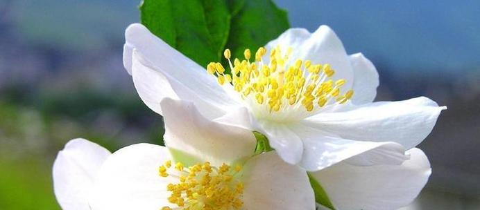 什么花代表新生？揭秘花语背后的含义！