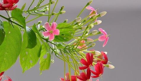 什么花代表新生？揭秘花语背后的含义！