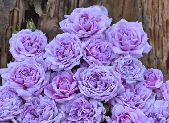 什么花代表信任？花语中信任的花卉有哪些？
