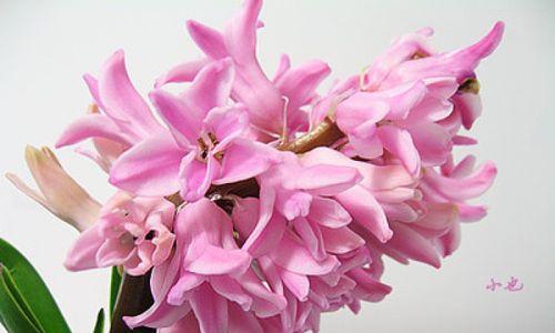 什么花代表信任？花语中信任的花卉有哪些？