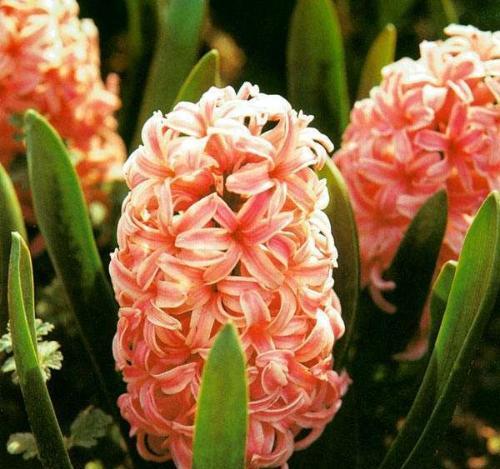 什么花代表信仰？花语中象征信仰的花卉有哪些？