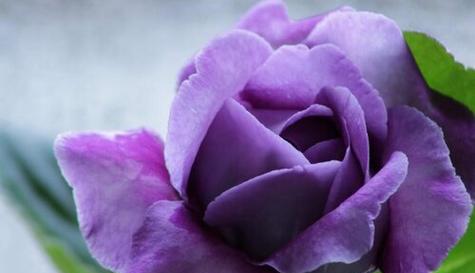 什么花代表信仰？花语中象征信仰的花卉有哪些？