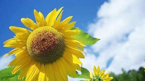 什么花代表信仰？花语中象征信仰的花卉有哪些？