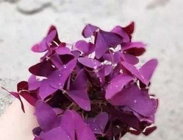 什么花代表幸运和成功？揭秘花语背后的含义？