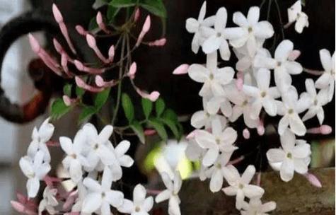 什么花代表兄妹情谊？花语中兄妹的含义是什么？