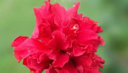 什么花代表羞涩的花语？了解羞涩花语的花卉有哪些？