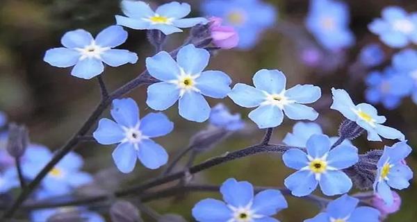 什么花的花语代表虚幻？揭秘花语背后的故事？
