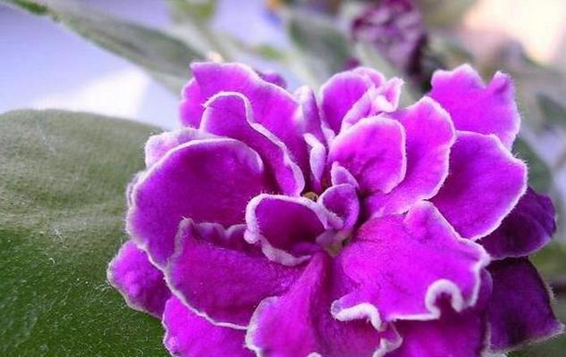 什么花代表虚伪？揭秘花语中的隐藏含义？