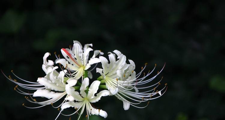 什么花的花语代表着永不再见？这种花的含义是什么？