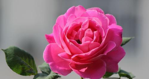 什么花代表永恒不变的爱？永恒花语的花卉有哪些？