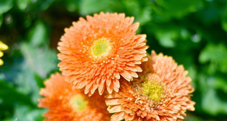 什么花代表永远幸福？揭秘花语背后的含义！