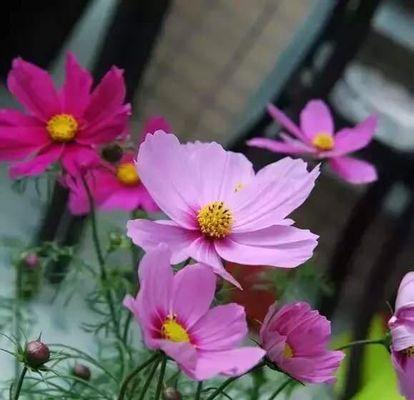 什么花代表永远幸福？揭秘花语背后的含义！