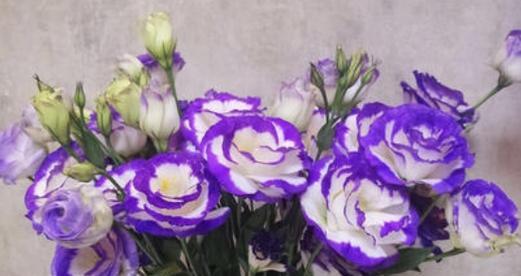 什么花代表优雅的花语？优雅花语的花卉有哪些？