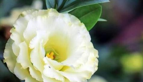 什么花代表友情的花语？如何用花表达友情？