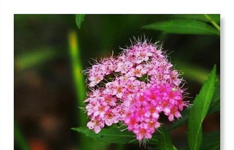 什么花的花语代表原谅我？如何用花语表达歉意？