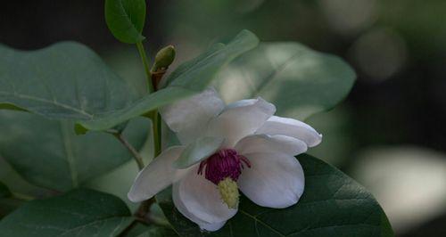 什么花代表珍惜？揭秘珍惜花语的花卉有哪些？