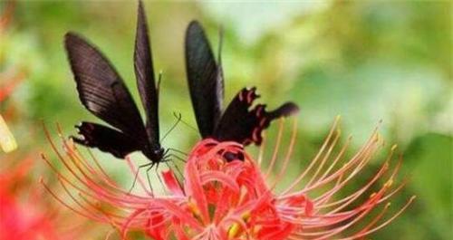 什么花代表执念？揭秘花语背后的含义是什么？