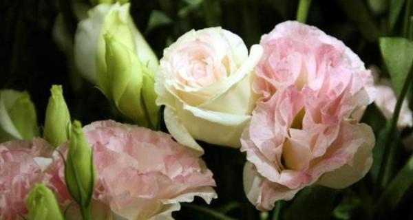 什么花代表自信？花语中象征自信的花卉有哪些？