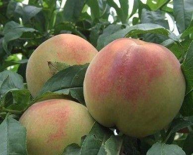 水蜜桃象征意义是什么？水蜜桃在文化中有哪些寓意？