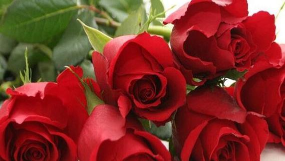 四朵玫瑰花代表什么含义？花语解读及送花建议？