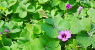 四叶草的花语是什么意义？如何解读四叶草的象征含义？