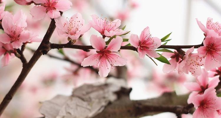桃花的象征意义是什么？桃花在文化中代表了哪些含义？