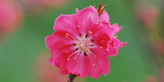 桃花的象征意义是什么？桃花在文化中代表了哪些含义？