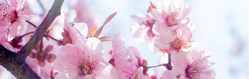 桃花花语和寓意代表什么花语？如何解读桃花的象征意义？